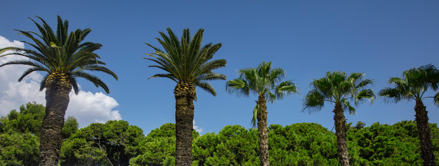 Obraz premium palm trees and blue sky