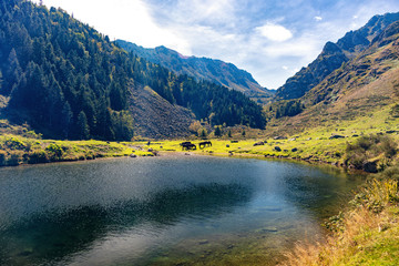 View of Merens horses on Etang de Comte, Ariege Pyrenees, Occitanie, France