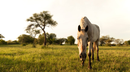 Un curioso caballo blanco que se acerca hacía la cámara al ser fotografiado