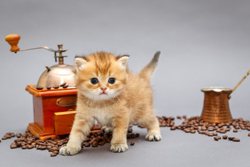 Red British kitten and coffee