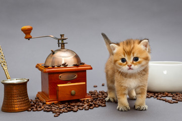Red British kitten and coffee