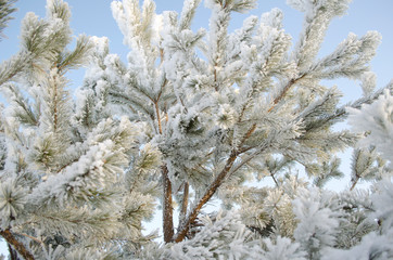 Frost on the trees, cold winter morning