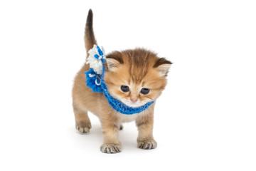 Little red kitten in blue scarf