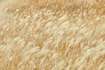 金色に染まる高原