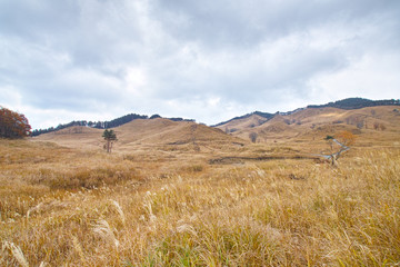 Obraz premium 金色に染まる高原