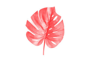 Leaf monstera color coral on white background. Fashionable color. Seasonal trends in color. Toned in coral .