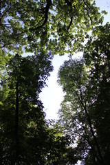tree in forest