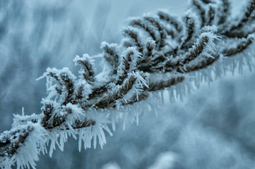 A frozen tree branch with frosty icicles on a bitterly cold winters day