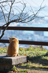 尾道の猫