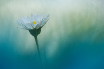 Margarita con efecto pluma azul