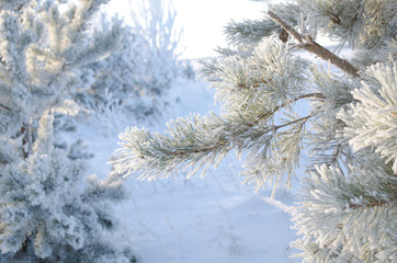 Pine tree branch in hoarfrost