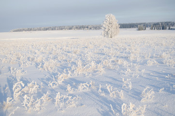 Beautiful winter landscape, snow
