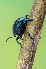 Timarcha tenebricosa - Bloody-nosed beetle