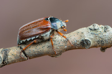 May bug - Melolontha melolontha