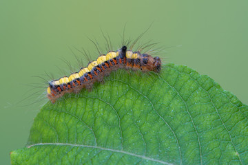 Grey dagger - Acronicta psi