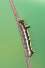 Grey dagger - Acronicta psi