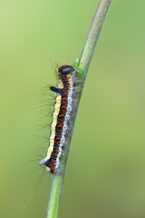 Grey dagger - Acronicta psi