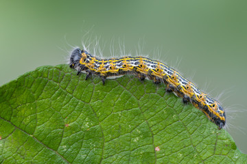 Buff-tip - Phalera bucephala