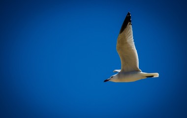 Gaviota sobre azul