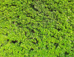 Obraz premium Green leave texture with edit light and color