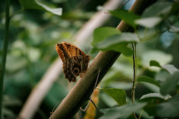 Caligo Eurilochus - Giant Owl butterfly