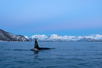 Naklejka premium killer whale, orca, orcinus orca