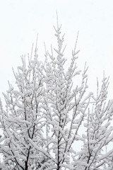 Beautiful pattern of tree branches under the snow