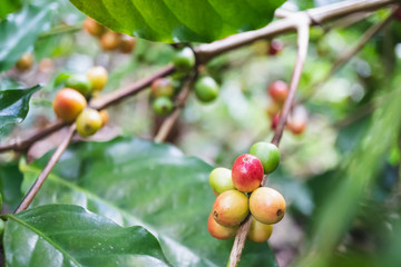 fresh organic coffee cherries with coffee tree in northern part of thailand, selective focus