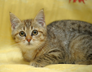 young striped kitty on yellow background