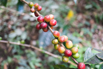 fresh organic coffee cherries with coffee tree in northern part of thailand, selective focus