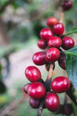 fresh organic coffee cherries with coffee tree in northern part of thailand, selective focus