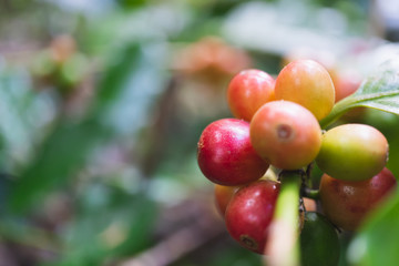 fresh organic coffee cherries with coffee tree in northern part of thailand, selective focus