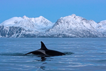 Fototapeta premium killer whale, orca, orcinus orca