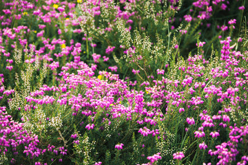 Mountain Meadow Pink Flowers