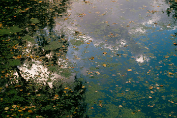 Obraz na płótnie Canvas Leaves On Reflective Water In Fall