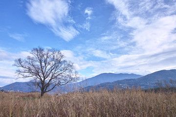 Obraz premium 木と青空