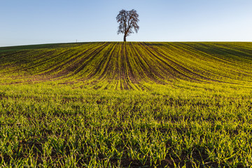 sunset over tree in rural landscape