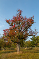 Fototapeta premium colorful tree in rural landscape