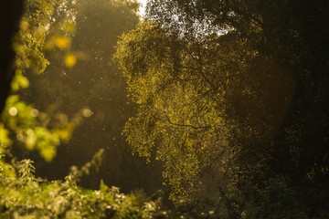 Bright Branches At Sunset