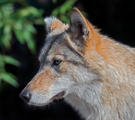 Grey wolf. Latin name - Canis lupus