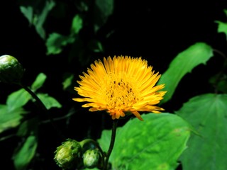 diente de león silvestre amarillo 