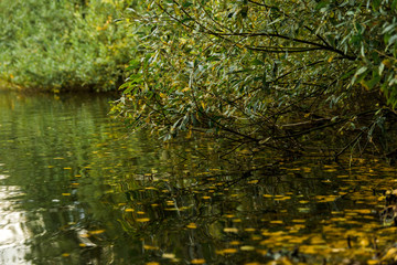 Autumn Leaves Near Water