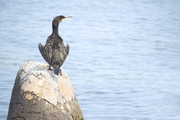 European shag or common shag (Phalacrocorax aristotelis) in Croatia 