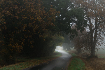Foggy Morning Road In Autumn
