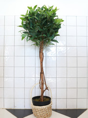 Plant pots and walls, Plant Pot on white wood table and white wallpaper background 