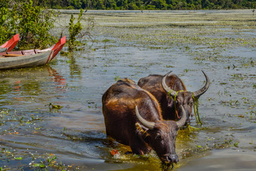 water buffalos in cambodia