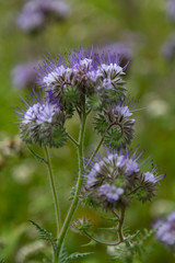 purple Phacelia field