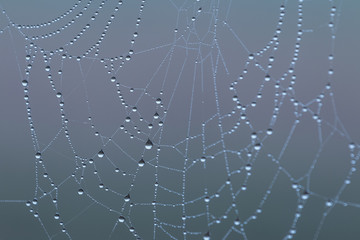 Naklejka premium Dew On Spiderweb