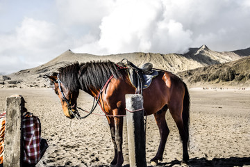horse in front of Bromo volcano