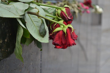 Rosas muertas en monumento
